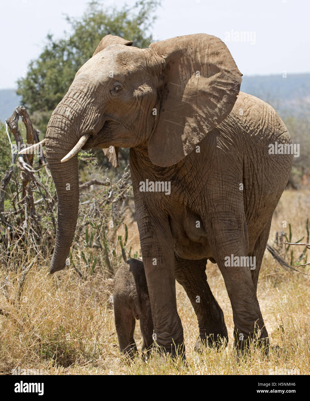 L'éléphant d'Afrique avec jeune veau du plateau de Laikipia au Kenya des prairies Banque D'Images