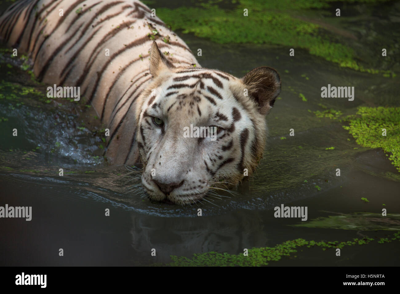 Tigre du Bengale la moitié submergé dans l'eau marécageuse au Sunderbans National Park. Banque D'Images