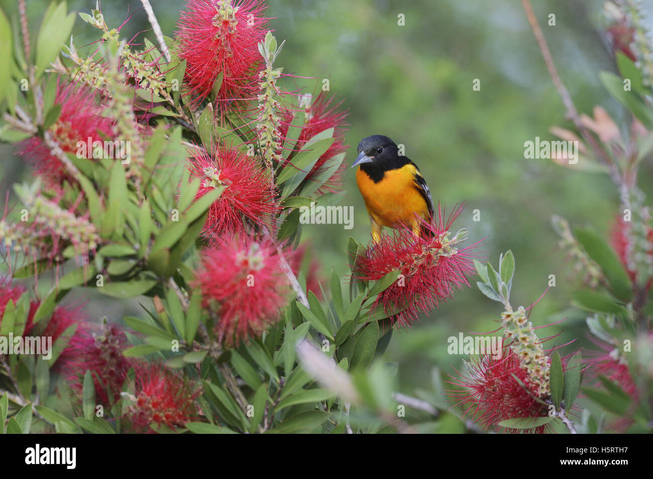 L'Oriole de Baltimore (Icterus galbula) mâle adulte, se nourrissant de fleurs de citron bottlebrush, crimson bottlebrush, Texas Banque D'Images