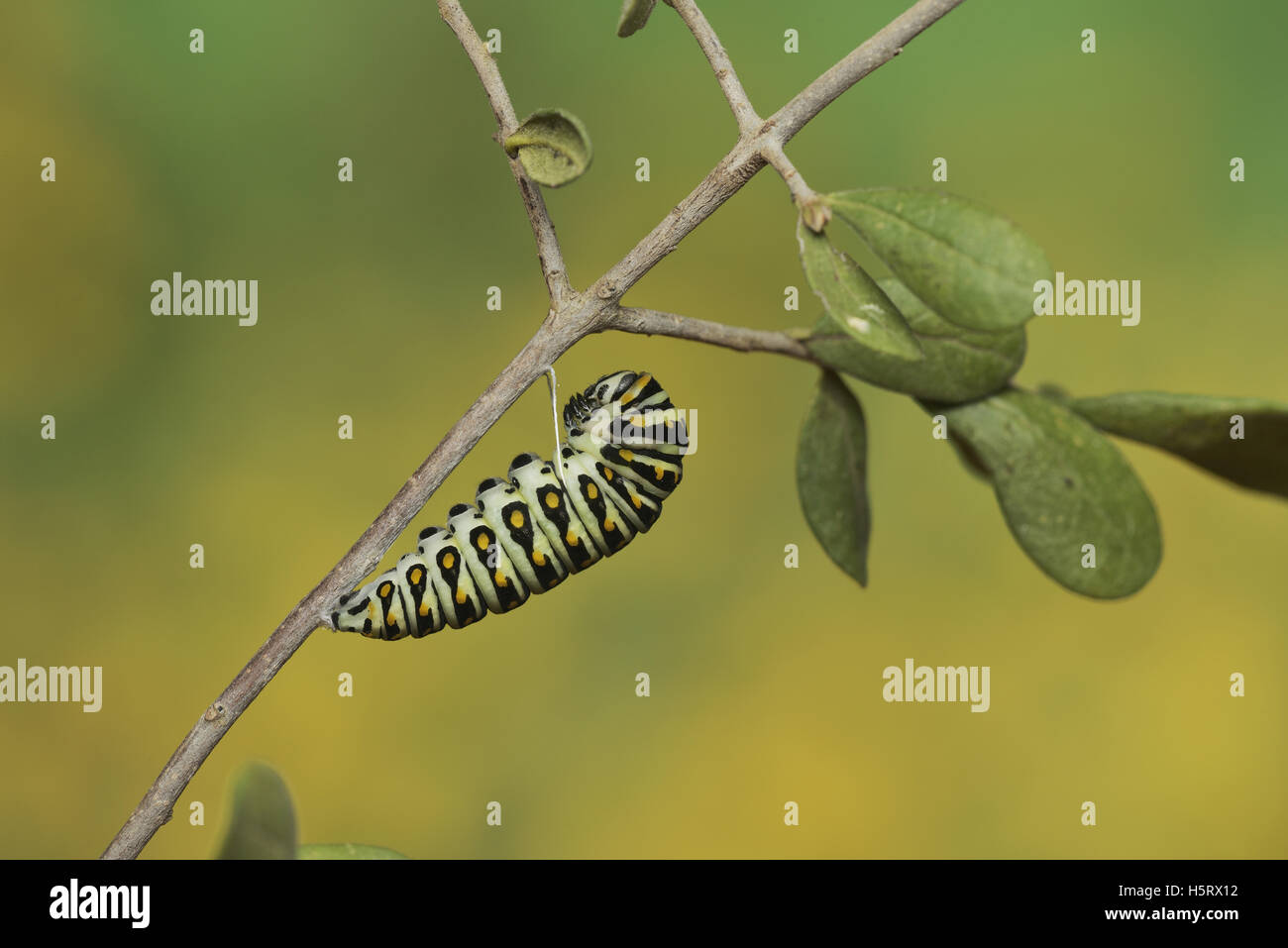 Black Papilio polyxenes), Caterpillar se nymphoser dans chrysalis, Hill Country, Texas, États-Unis Banque D'Images