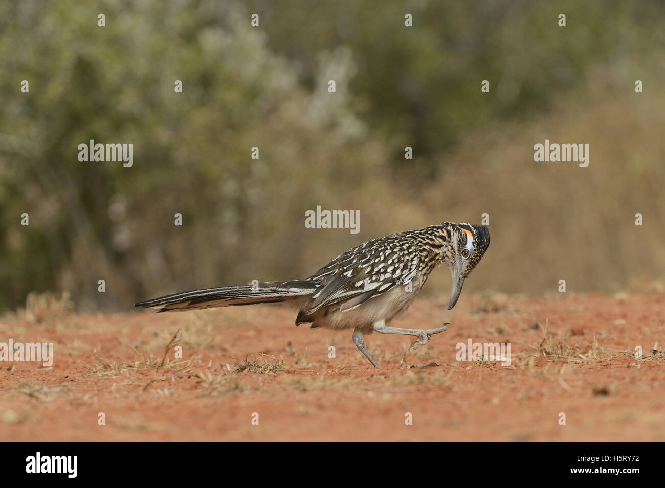 Une plus grande (Geococcyx californianus) Roadrunner, lissage, adultes dans la vallée du Rio Grande du Sud, Texas, Texas, États-Unis Banque D'Images