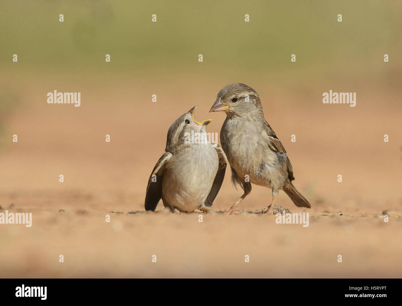 Moineau domestique (Passer domesticus), l'alimentation des jeunes femmes, Rio Grande Valley, South Texas, Texas, États-Unis Banque D'Images