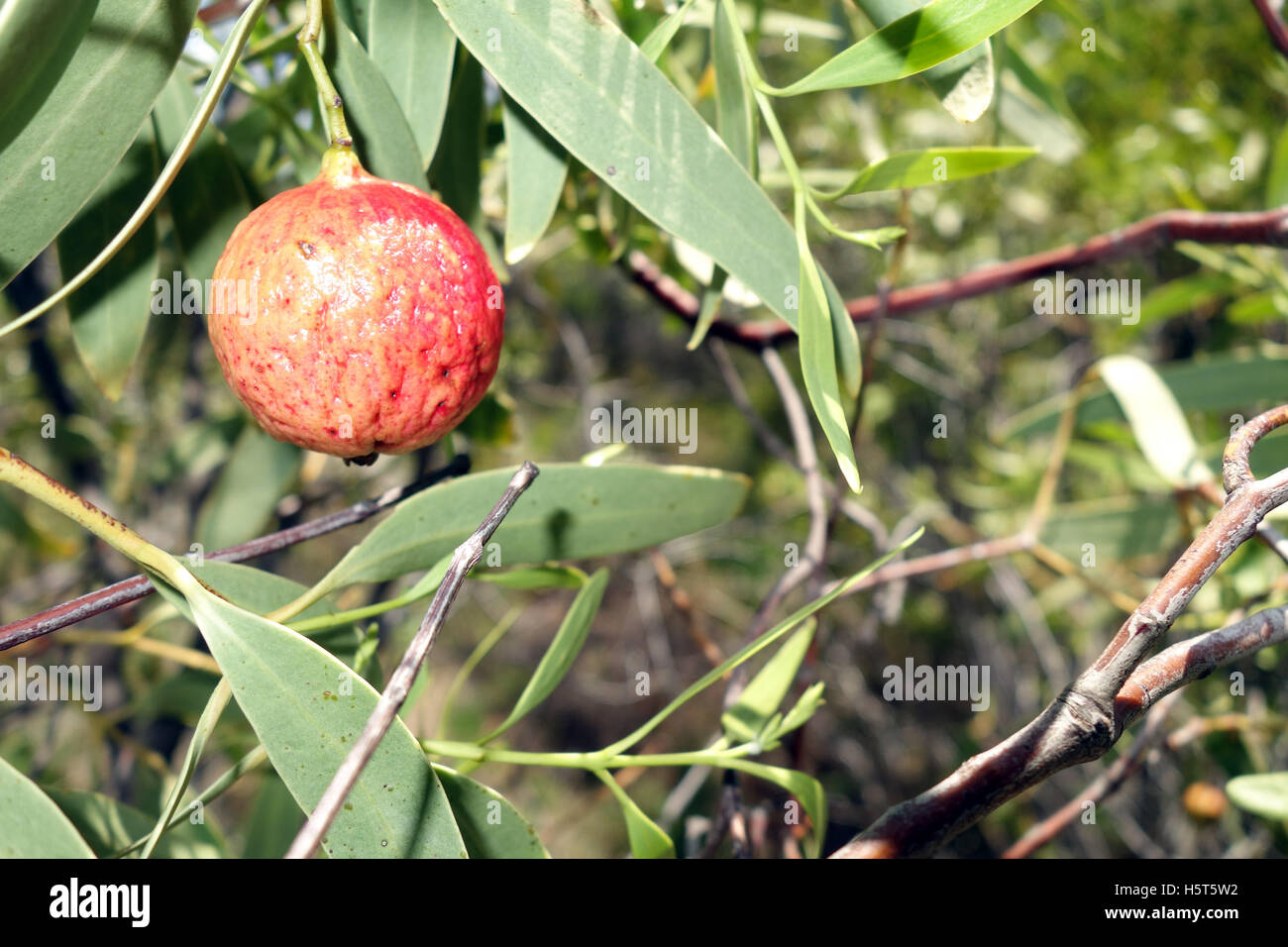 Désert (Santalum acuminatum quandong), bush tucker autochtones traditionnelles également connu sous le nom de pêche autochtone, Reabold Hill, Perth, Weste Banque D'Images