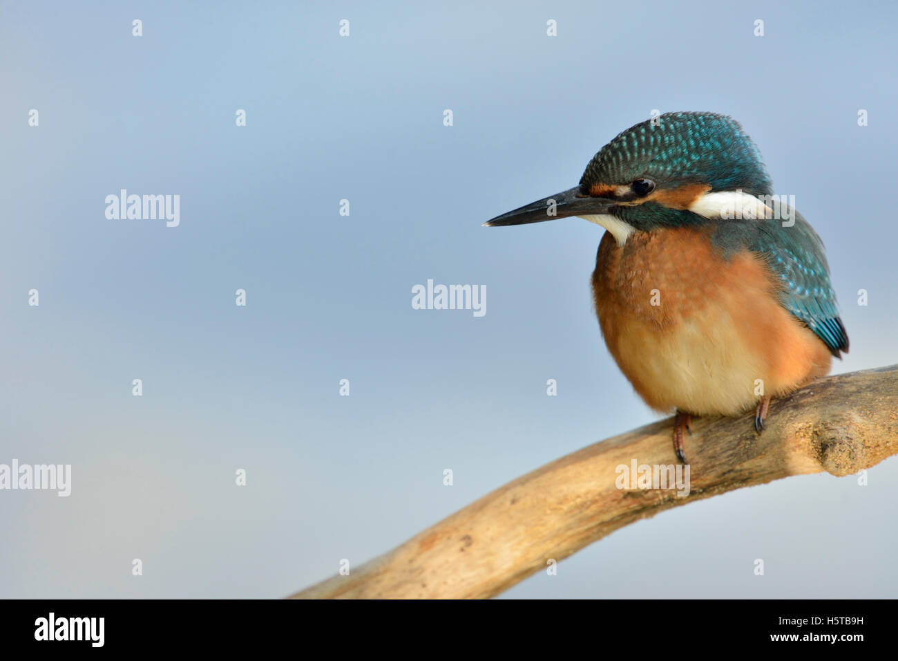 Kingfisher commun / Optimize ( Alcedo atthis ), jeune oiseau, perché sur une branche, chasse, vue frontale, l'arrière-plan. Banque D'Images