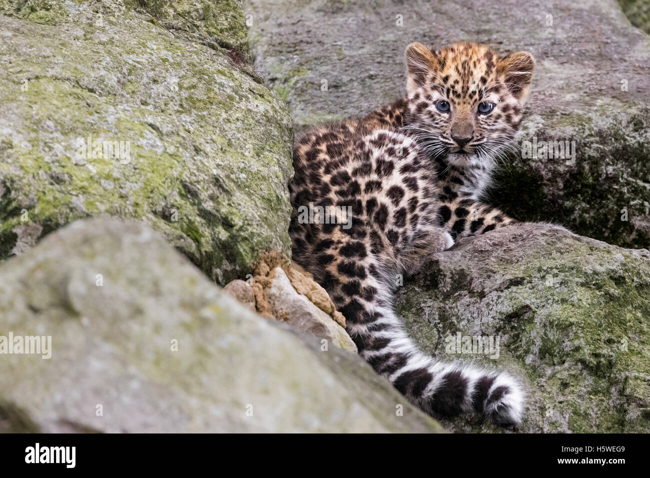 Amur Leopard cub Banque D'Images