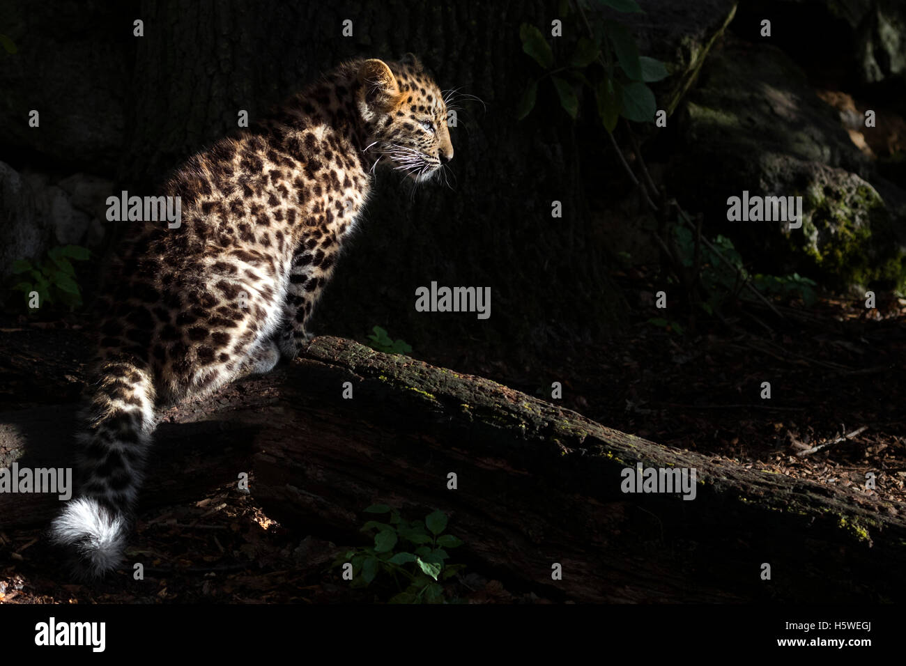 Amur Leopard cub Banque D'Images