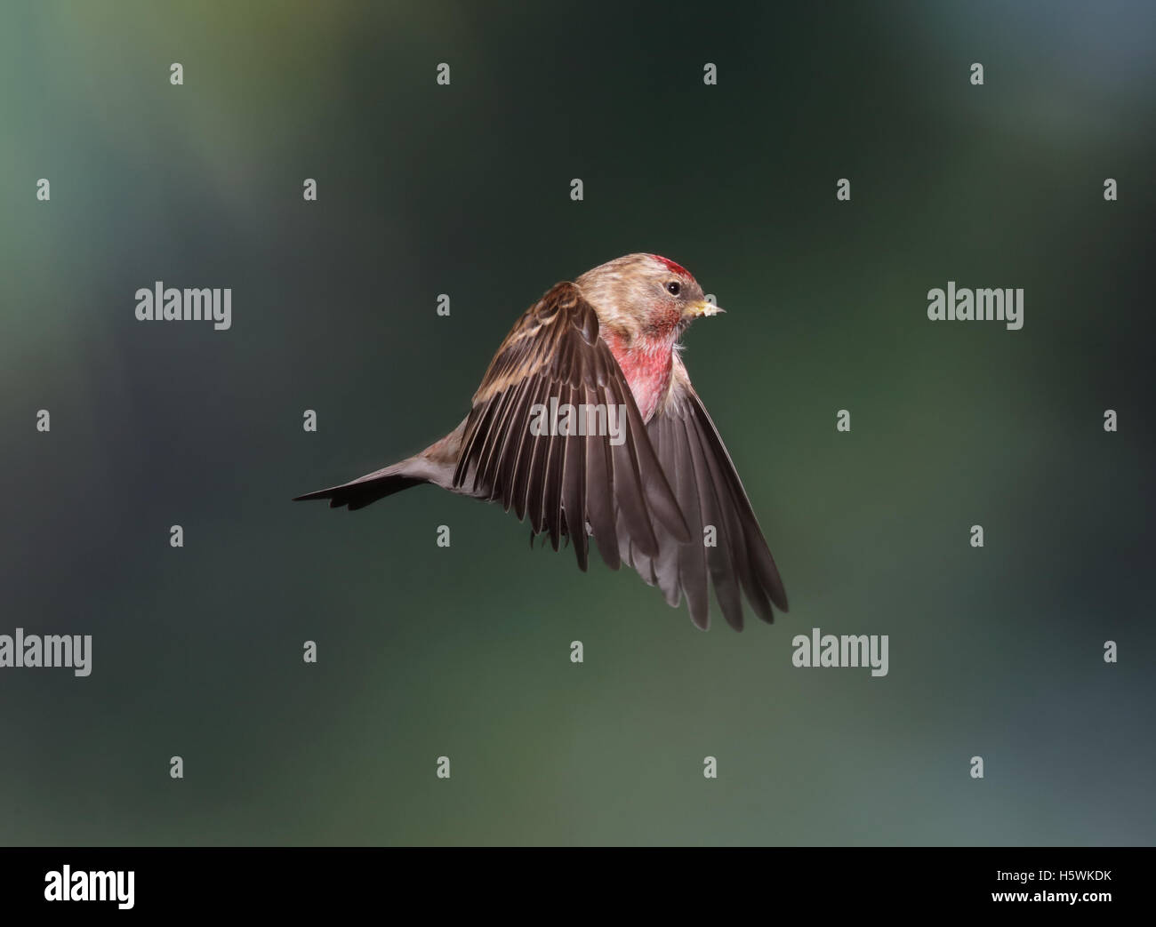 Sizerin flammé, Carduelis flammea, battant Banque D'Images