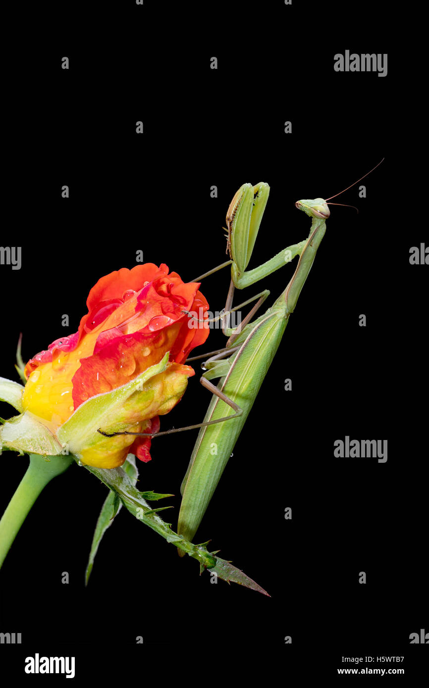 Mante religieuse verte, Mantis religiosa, assis sur un rosebud isolé sur noir dans sa pose typique, d'attente pour les insectes pour attraper Banque D'Images