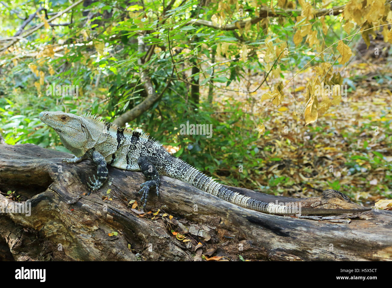 Homme l'iguane noir (Ctenosaura similis). Parc National Palo Verde, Guanacaste, Costa Rica. Banque D'Images