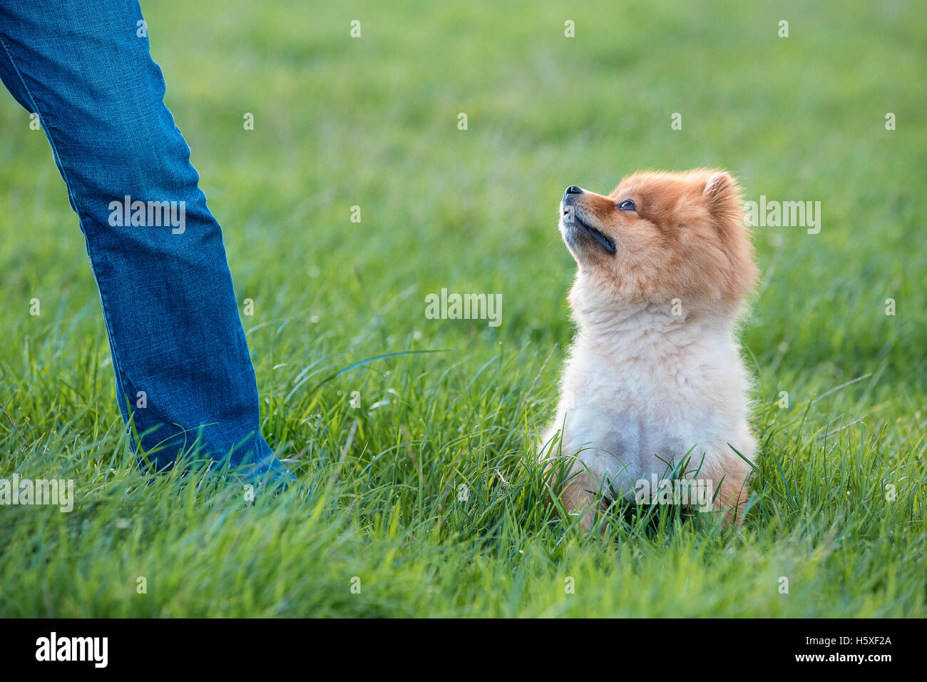 Petit chien Pomeranian moelleux à la recherche jusqu'à l'air interrogateur il propriétaire Banque D'Images