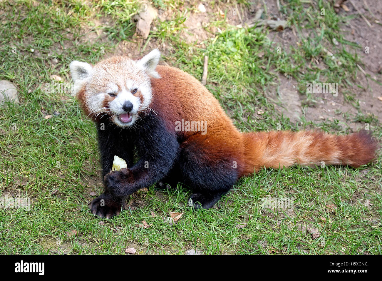 Ours panda rouge dans une clairière Banque D'Images