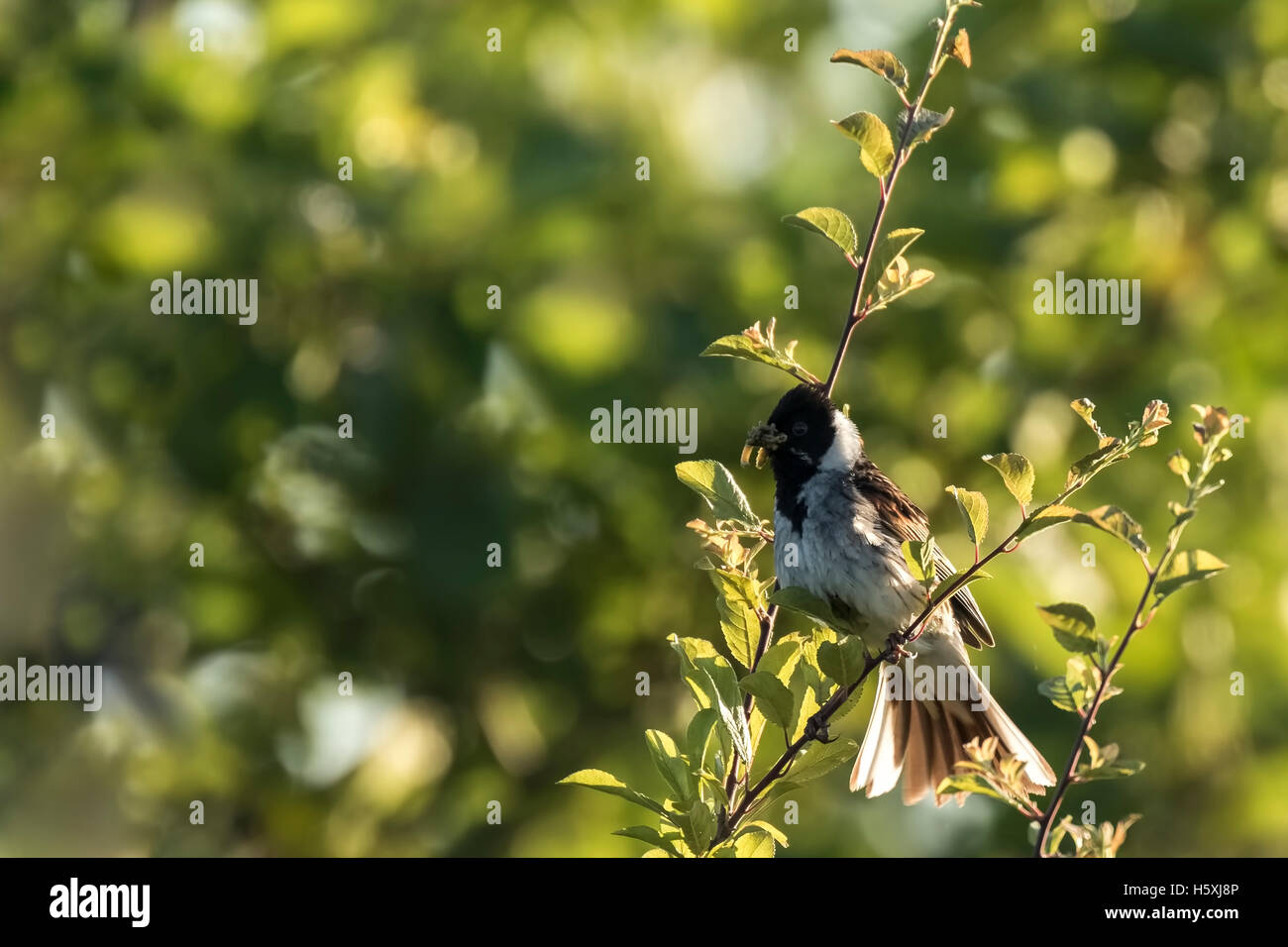 Un roseau commun Emberiza schoeniclus chante une chanson dans un arbre sur une terrasse le soir pendant la saison du printemps Banque D'Images