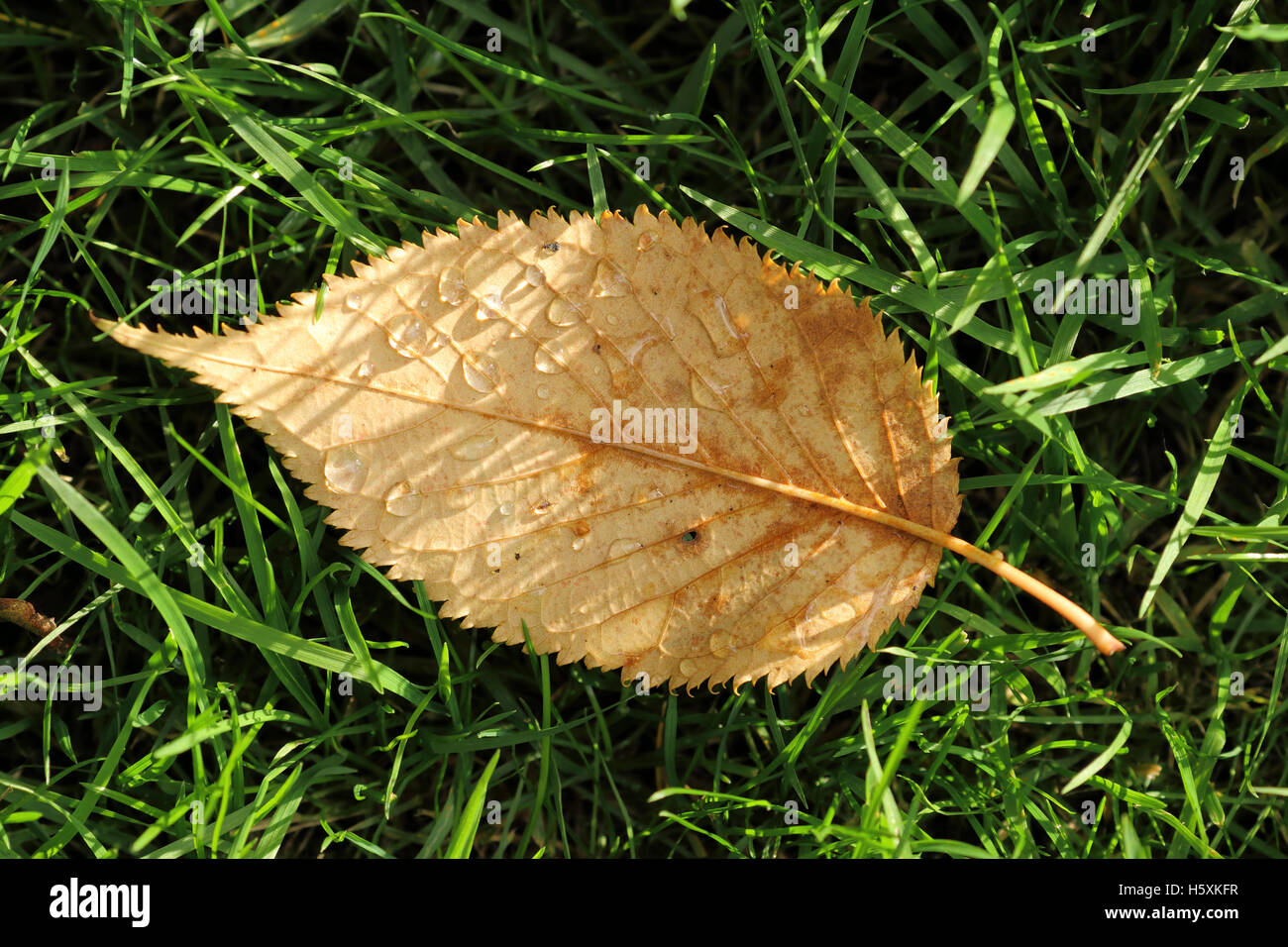 Feuille d'automne humide s'étendant dans l'herbe mouillée Banque D'Images