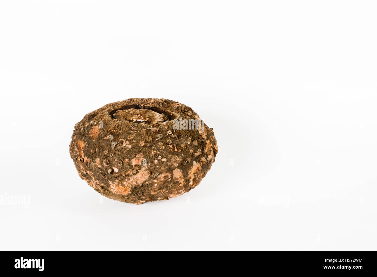Pied d'Eléphant yam ou jimikand (Amorphophallus paeoniifolius) tubercule utilisé comme légume Banque D'Images