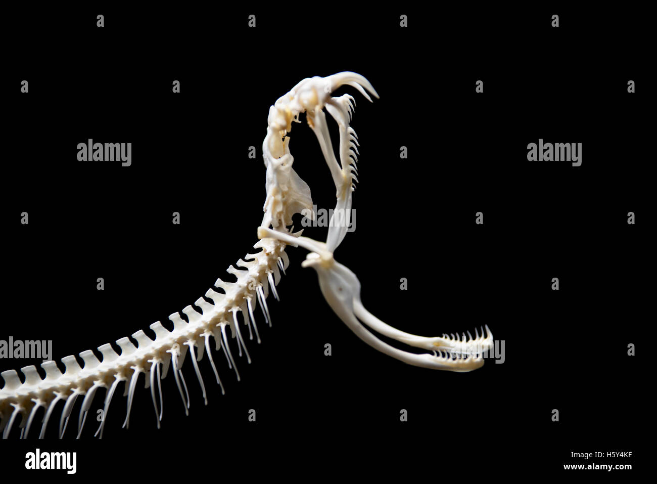 Squelette de serpent noir sur fond isolé Banque D'Images