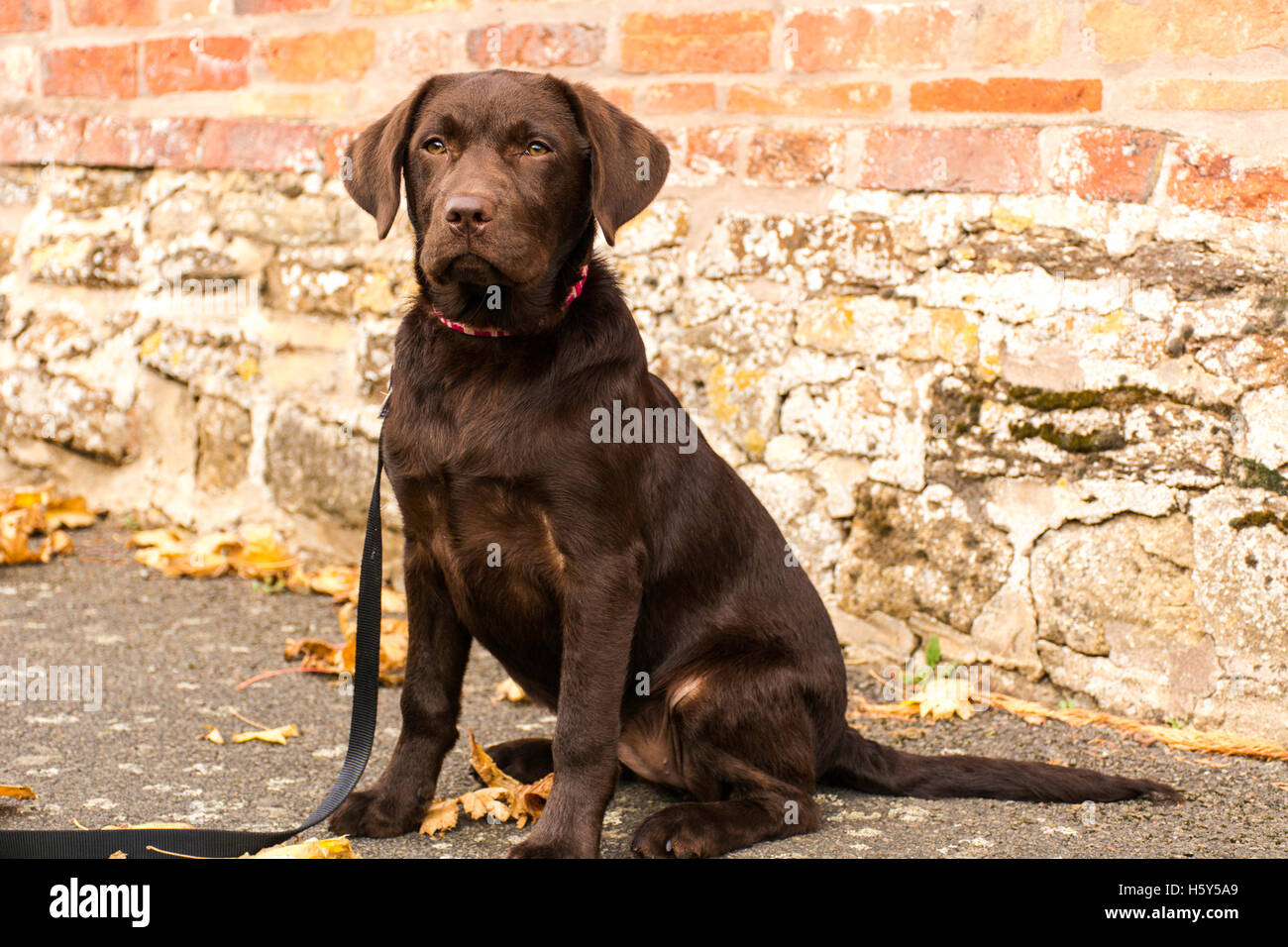 Chiot labrador chocolat Banque D'Images