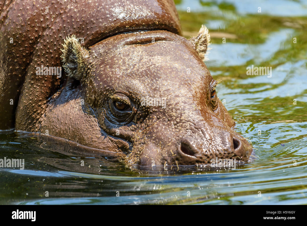 L'Hippopotame commun (Hippopotamus amphibius) en Afrique Banque D'Images