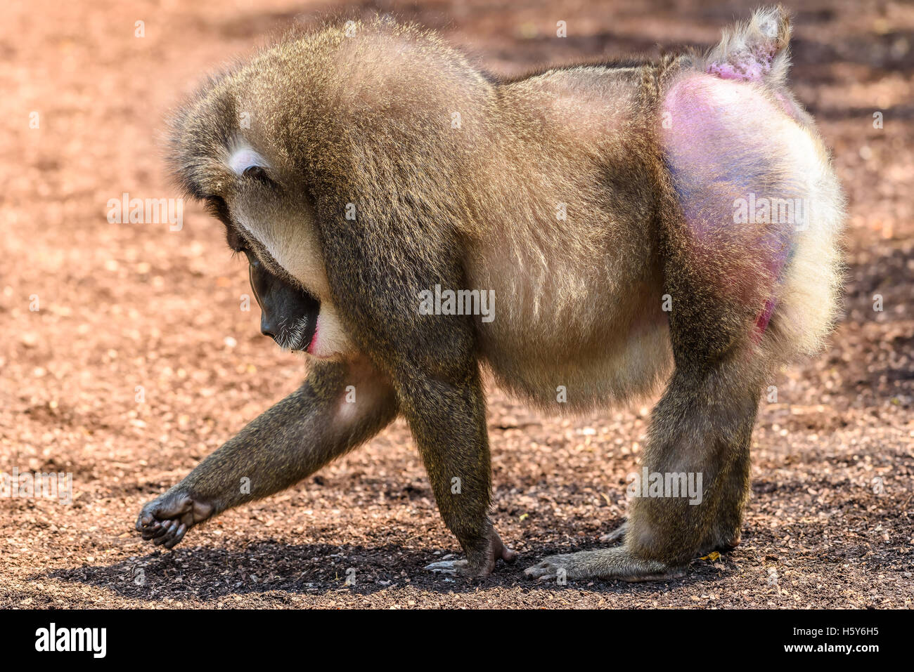 Singe de forage (Mandrillus Leucophaeus) Portrait Banque D'Images