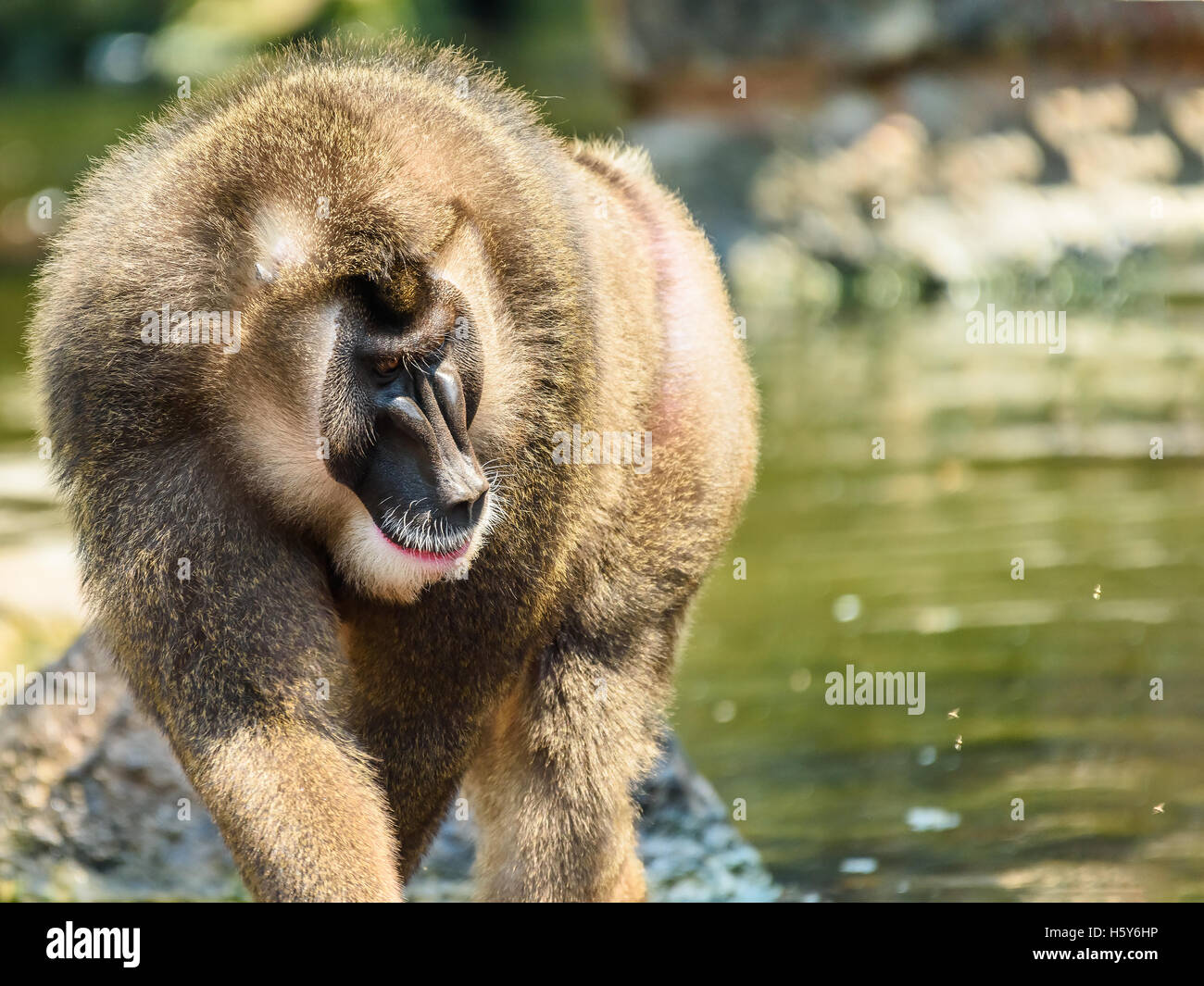 Singe de forage (Mandrillus Leucophaeus) Portrait Banque D'Images