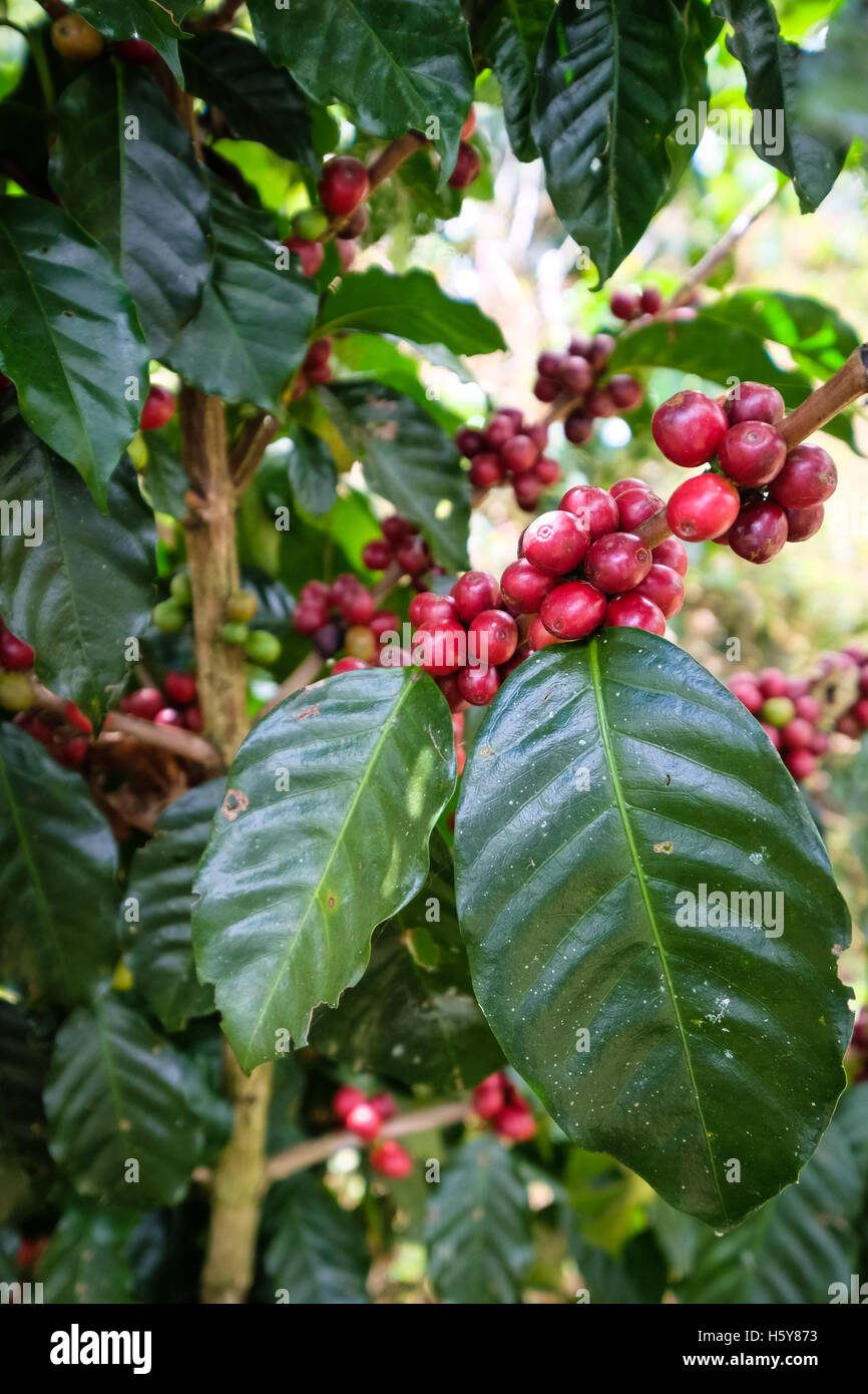 Les grains de café Arabica poussant sur une plantation dans le Plateau des Bolavens, Laos Banque D'Images