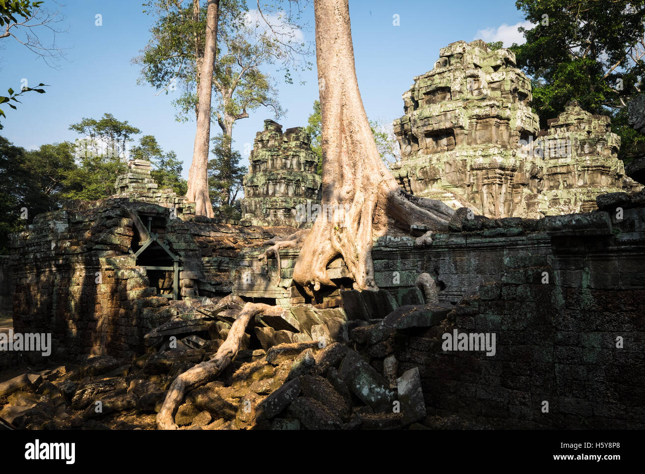 Les racines des arbres qui engloutit les bâtiments du Temple Ta Prohm, Cambodge Banque D'Images