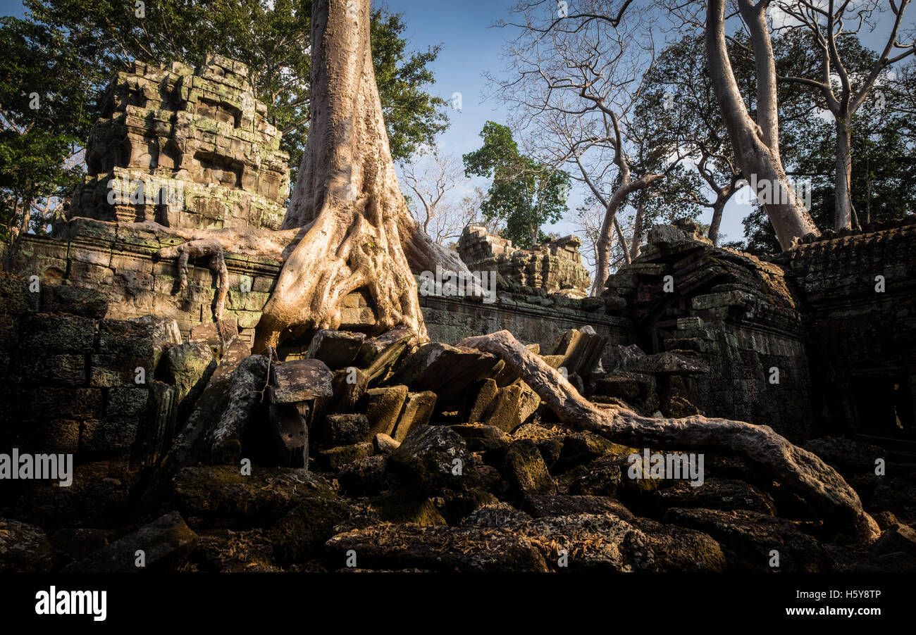 Les racines des arbres qui engloutit les bâtiments du Temple Ta Prohm, Cambodge Banque D'Images