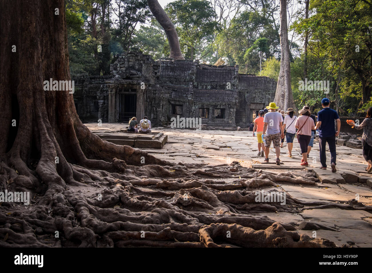 Les personnes qui s'y passé les racines des arbres s'étendant sur le sol à Ta Prohm Temple, Cambodge Banque D'Images