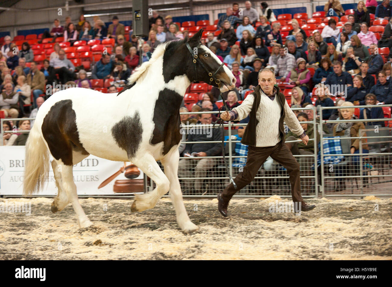 Builth Wells, Powys, Wales, UK. 21 octobre, 2016. Premier jour de l'automne s/n - vente les plus importants points de vente dans le monde des épis gallois La section D, poneys Welsh Cob Section de type C et leur part Breds. La vente se déroule sur quatre jours au Royal Welsh Showground à Builth Wells, Powys, au Royaume-Uni, à attirer un public de milliers de passionnés dans le monde entier. Welsh Cob Credit : Graham M. Lawrence/Alamy Live News. Banque D'Images