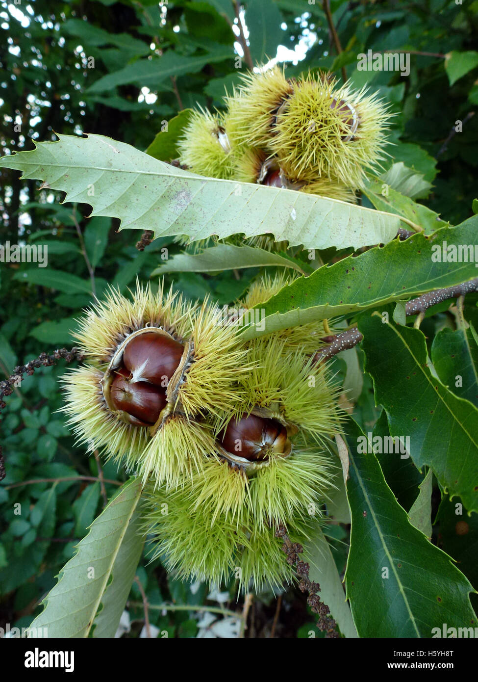 Châtaigne comestible Banque de photographies et d’images à haute