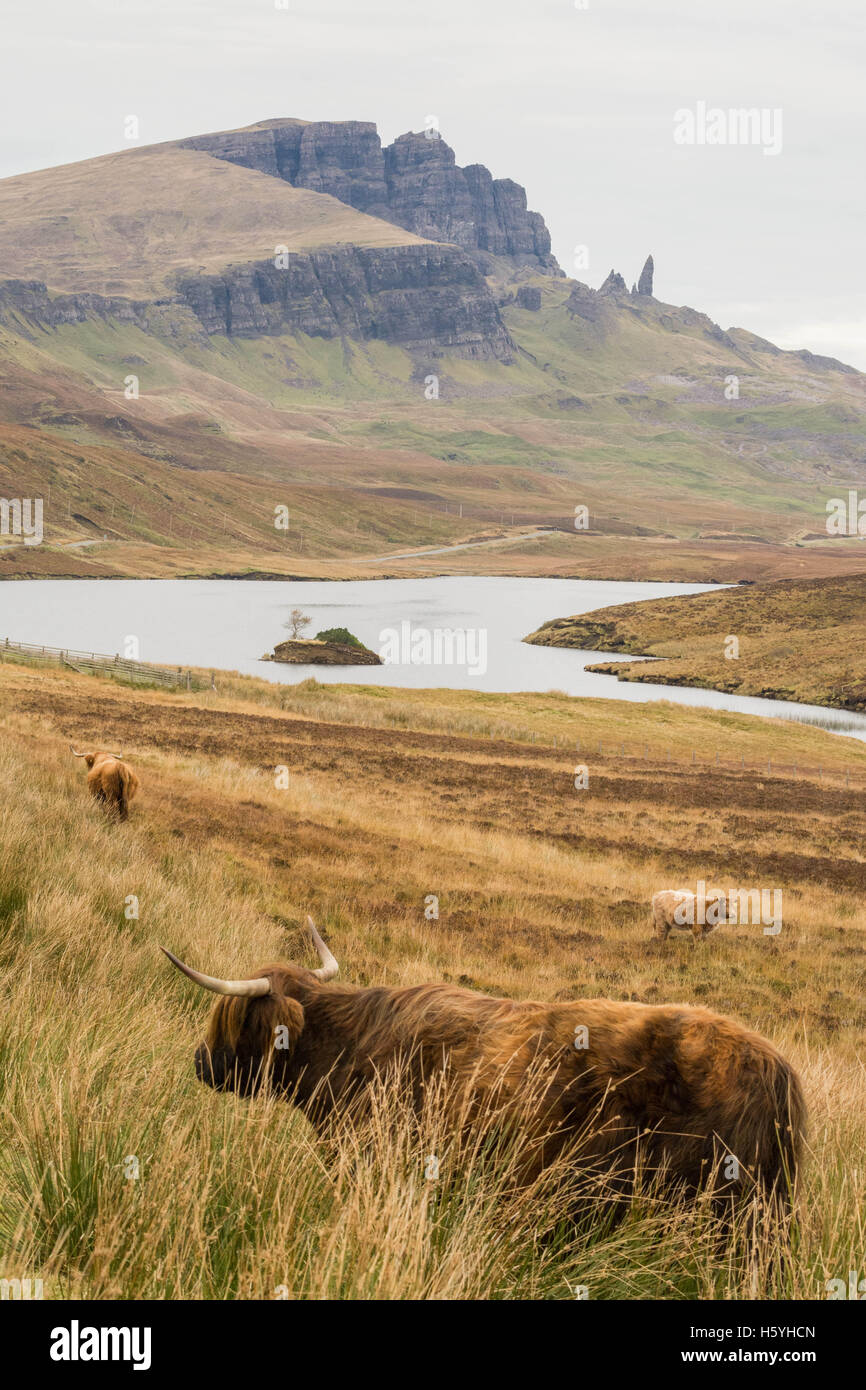 Île de Skye, ÉCOSSE - 22 octobre 2016 : UK weather : Highland cattle ci-dessous le vieil homme de Storr - une colonne de basalte énigmatique - calme sur un jour d'automne sur Skye Crédit : Kay Roxby/Alamy Live News Banque D'Images