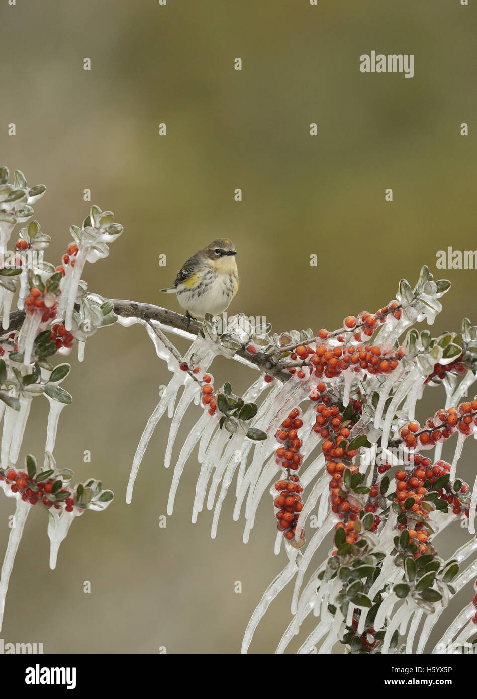 La Paruline à croupion jaune (Dendroica coronata), adulte perché sur la branche de houx Yaupon glacées (Ilex vomitoria) avec des baies, Texas Banque D'Images