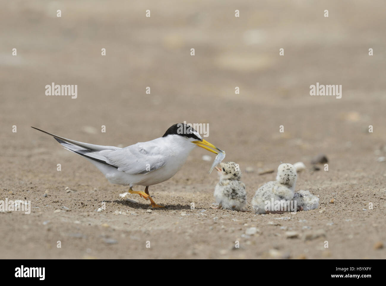 Moins de Dougall (Sterna antillarum), des profils avec de jeunes nouvellement éclos, Port Isabel, Laguna Madre, South Padre Island, Texas, États-Unis Banque D'Images