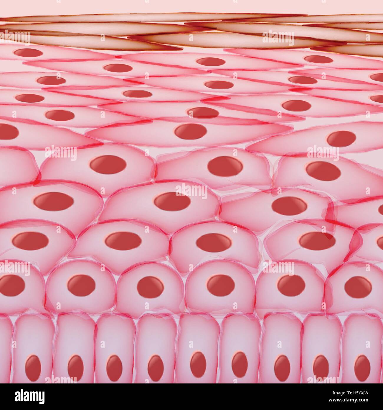 Les cellules de la peau , couches - Vector Illustration Image Vectorielle  Stock - Alamy
