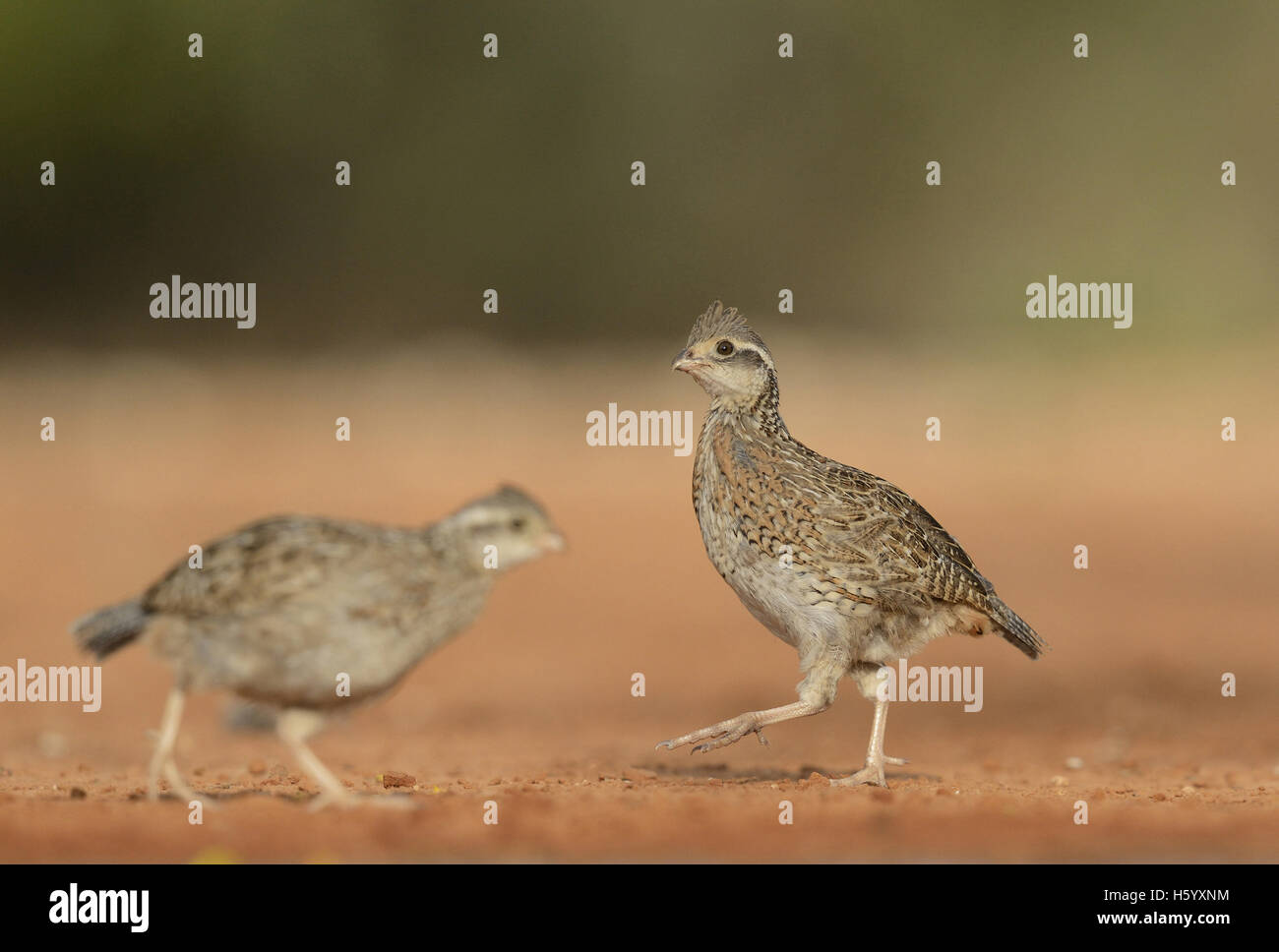 Colin de Virginie (Colinus virginianus), les jeunes en cours d'exécution, Rio Grande Valley, South Texas, Texas, États-Unis Banque D'Images
