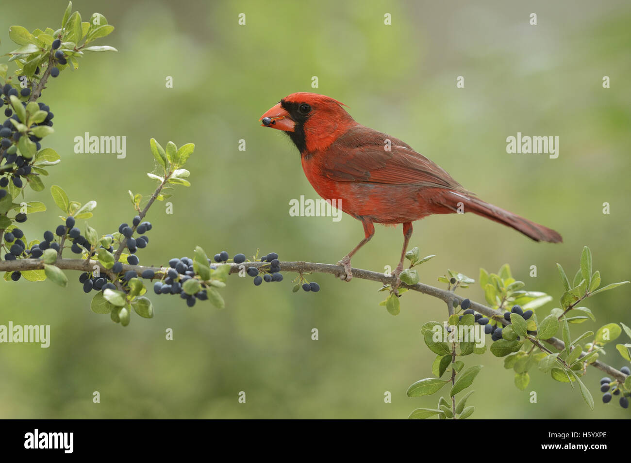 Cardinal rouge (Cardinalis cardinalis), de l'alimentation chez les hommes adultes (bush coude Forestiera pubescens) petits fruits, Hill Country, Texas, États-Unis Banque D'Images