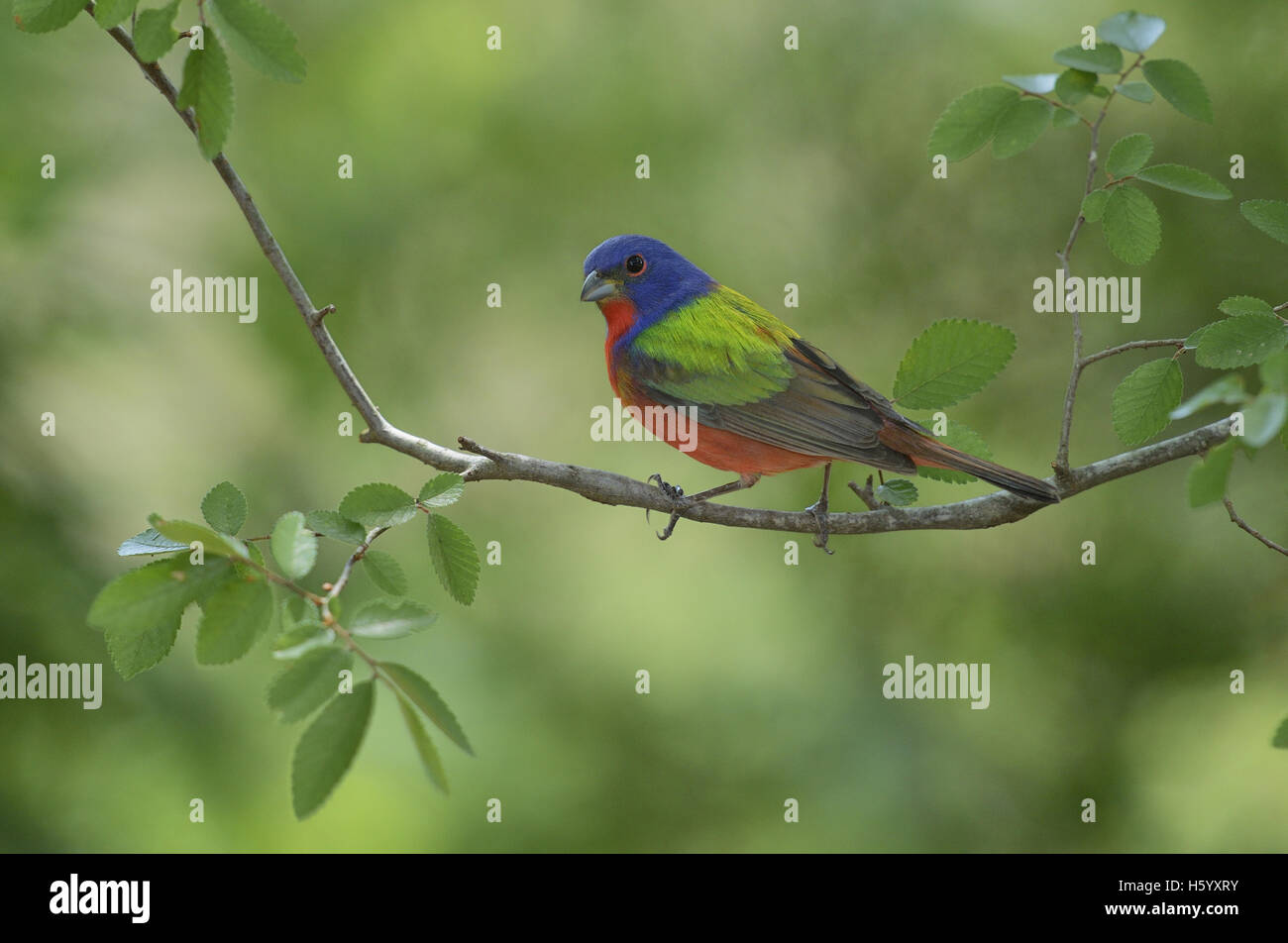 (Passerina ciris Painted Bunting), mâle adulte, perché, Hill Country, Texas, États-Unis Banque D'Images