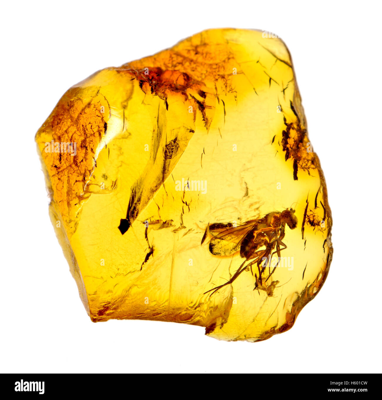 Voler dans l'ambre baltique préhistorique (40-50m ans) Banque D'Images