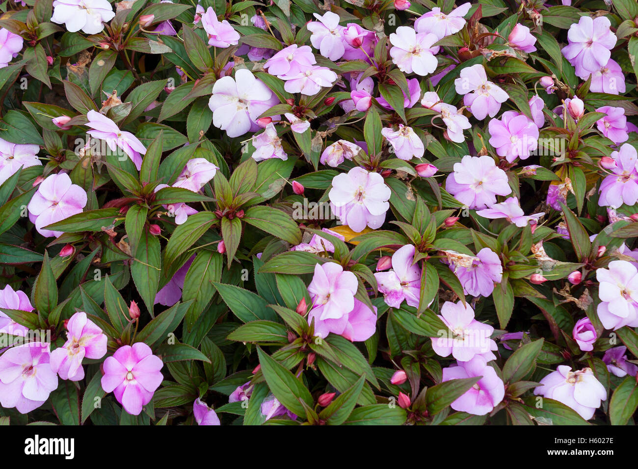 Pavlovsk, Impatiens en fleurs dans un jardin privé de l'Impératrice Maria Feodorovna Banque D'Images