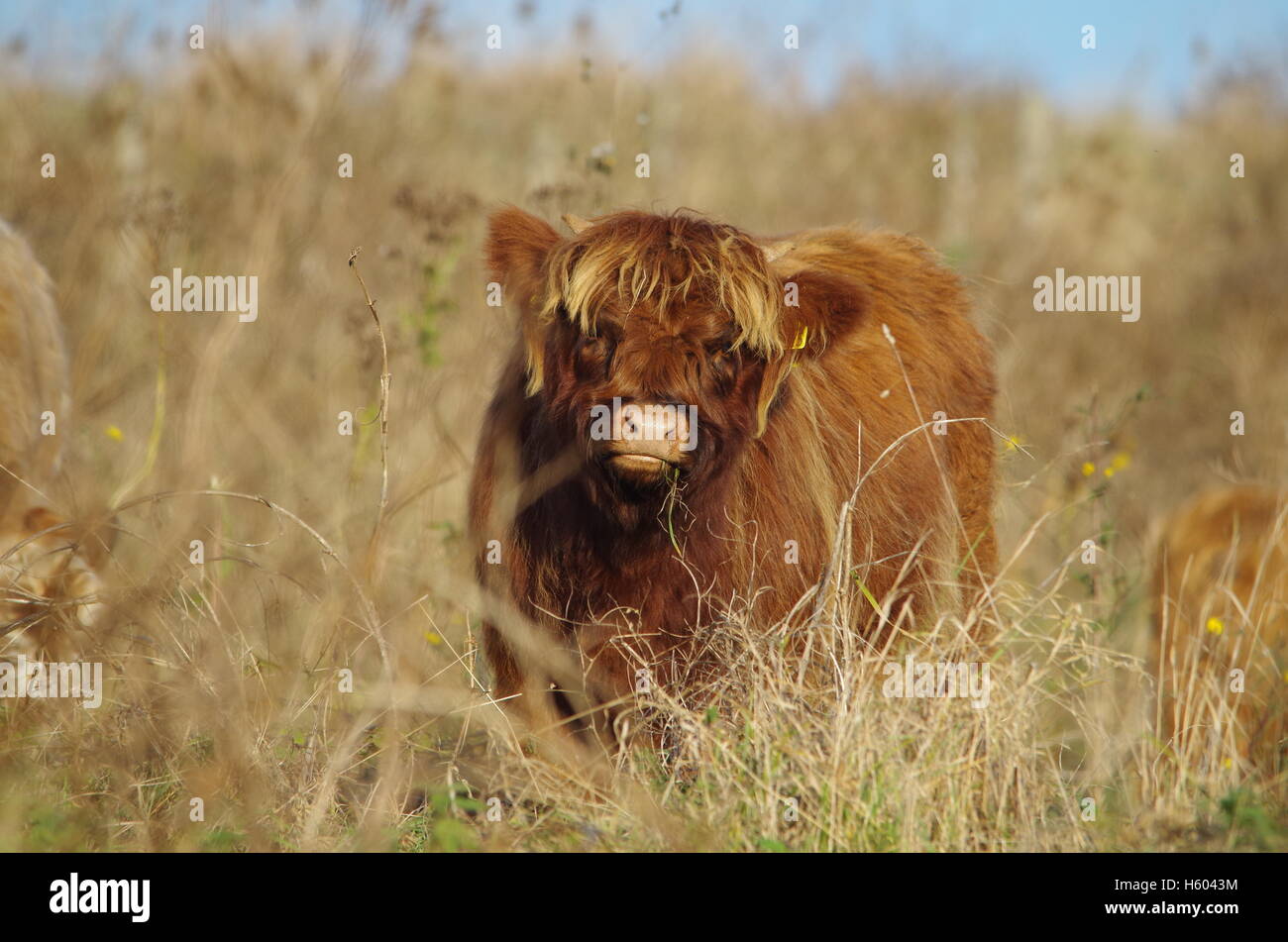 Highland cattle en automne grass meadow Banque D'Images