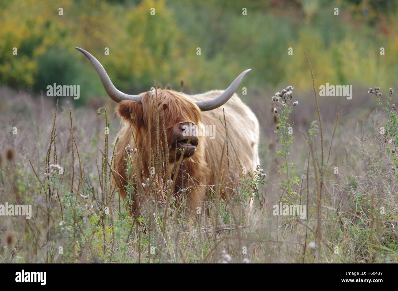 Highland cattle en automne grass meadow Banque D'Images