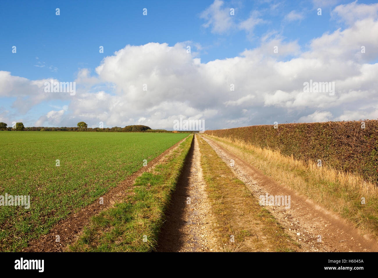 Une piste de calcaire entre cultures céréalières et des semis coupé nettement dans les haies d'aubépine sur les Yorkshire Wolds en automne. Banque D'Images