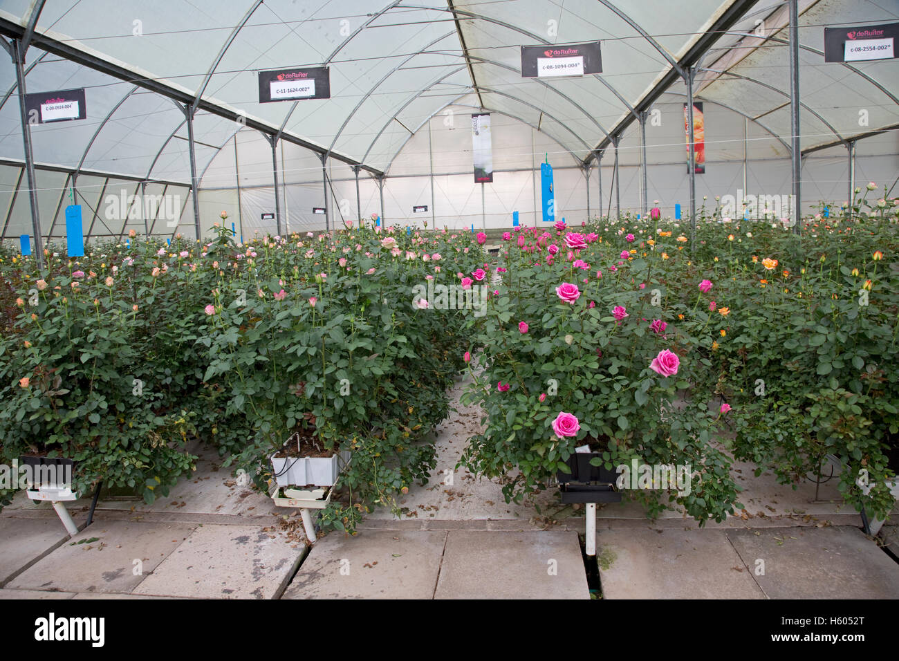 DeRuiter rose fleur reproduction producteur Lake Naivasha au Kenya Banque D'Images