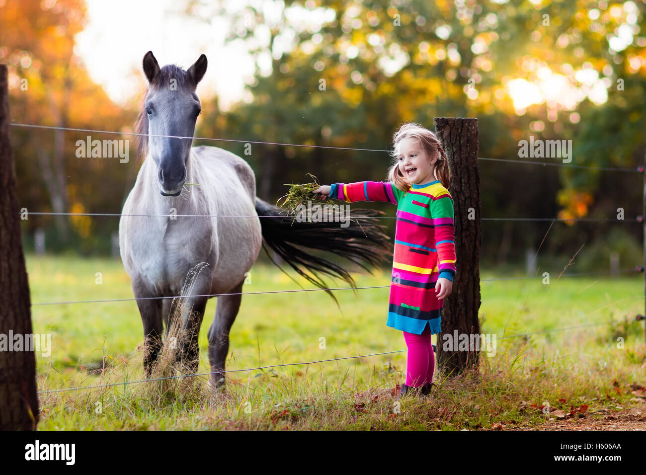 Petite fille de nourrir un cheval. Enfant jouant avec l'animal les chevaux.  L'alimentation de l'enfant l'animal sur un ranch sur l'automne froid 24.  Sur une ferme familiale Photo Stock - Alamy
