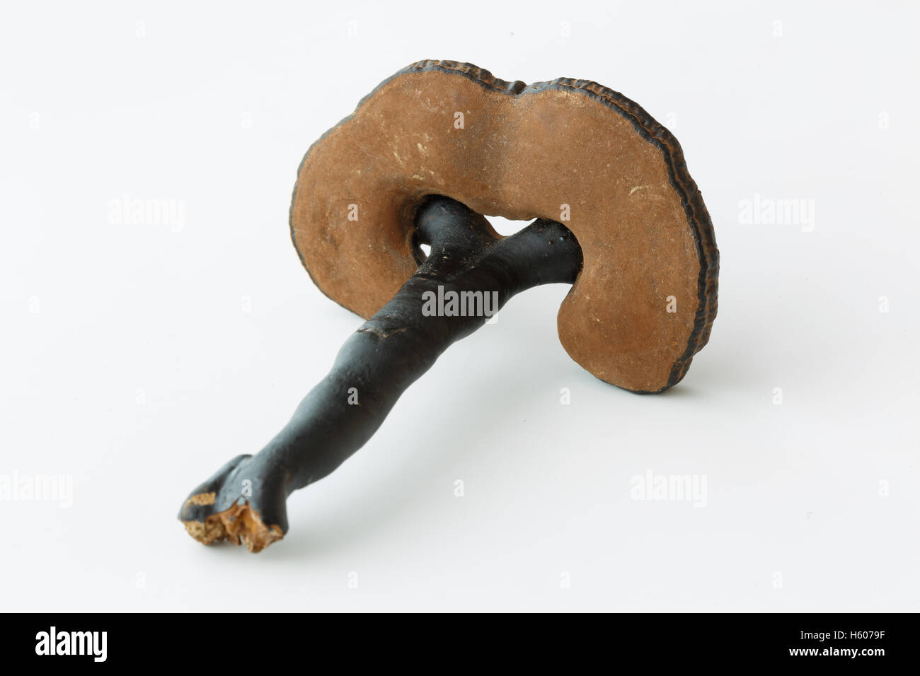 La médecine traditionnelle chinoise Rare Ganoderma lucidum dispose d' Banque D'Images