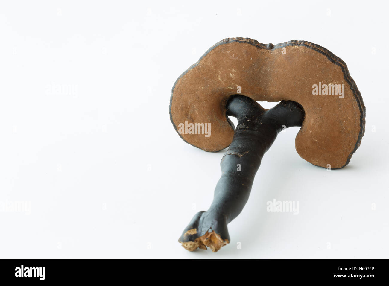 La médecine traditionnelle chinoise Rare Ganoderma lucidum dispose d' Banque D'Images