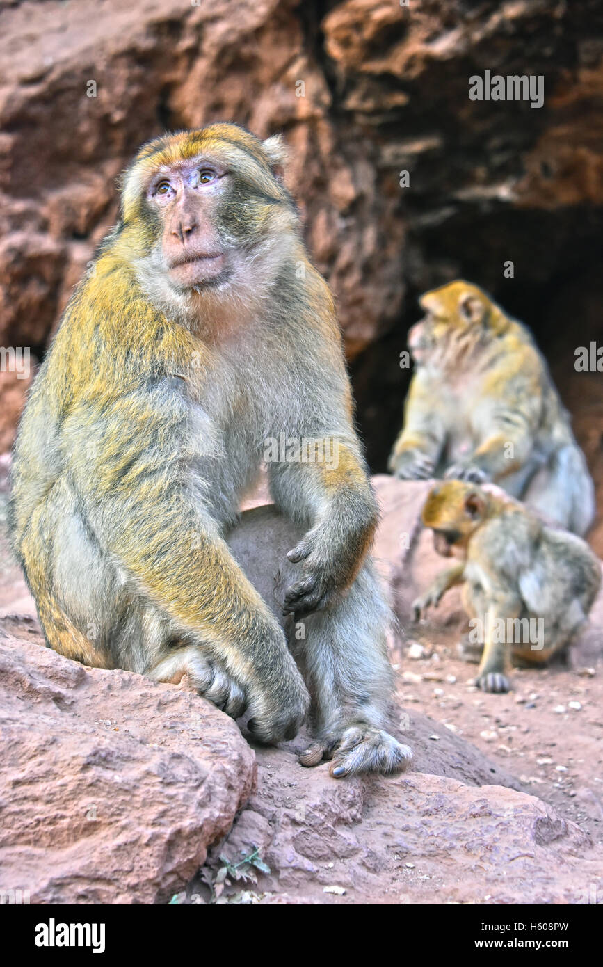 Macaque de Barbarie (Macaca sylvanus), à l'Ouzoud au Maroc Banque D'Images