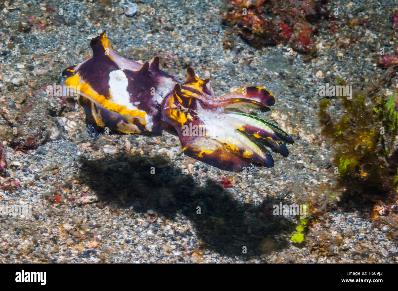 La seiche flamboyante du Pfeffer Metasepia pfefferi Mabul Malaisie Banque D'Images