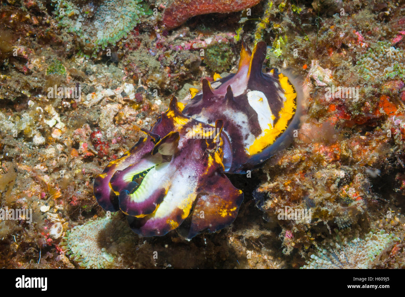 La seiche flamboyante du Pfeffer Metasepia pfefferi Mabul Malaisie Banque D'Images