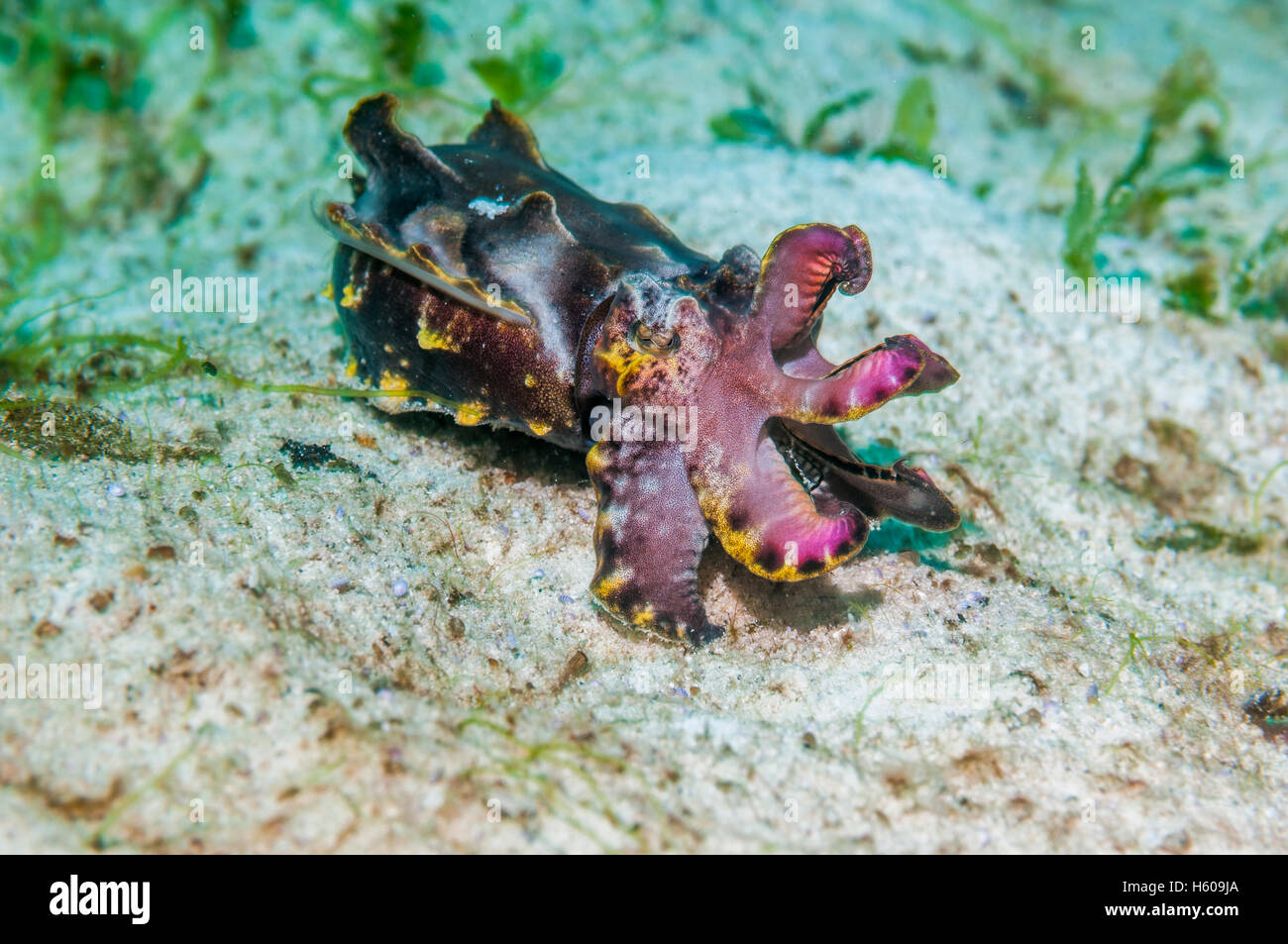 La seiche flamboyante du Pfeffer Metasepia pfefferi Mabul Malaisie Banque D'Images