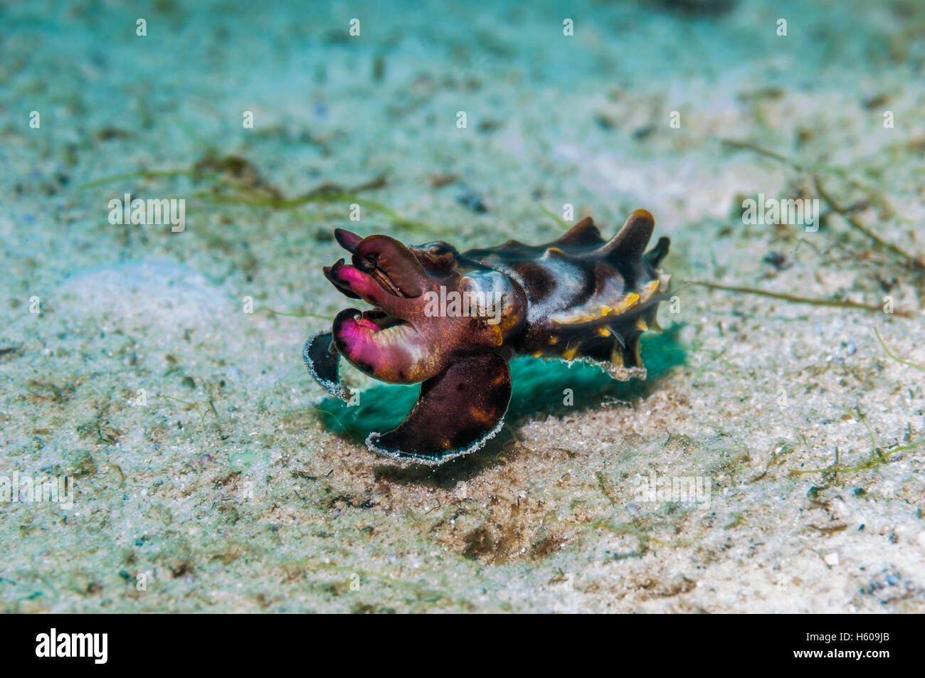 La seiche flamboyante du Pfeffer Metasepia pfefferi Mabul Malaisie Banque D'Images